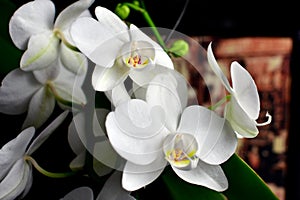 bouquet d\'orchidÃ©e blanc en fleur