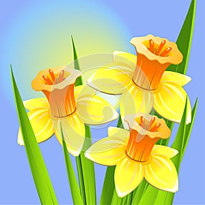 Bouquet of daffodils on a blue backgroun