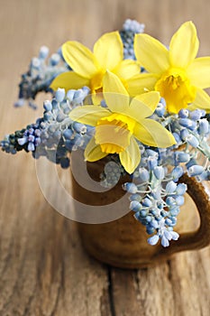 Bouquet of daffodils and blue muscari Grape hyacinth