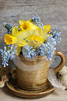 Bouquet of daffodils and blue muscari Grape hyacinth