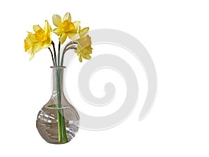 A Bouquet of Daffodils Flowers in A Glass Vase. Isolated On White Background