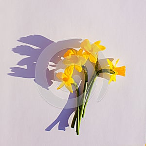 Bouquet of daffodils isolated on white background