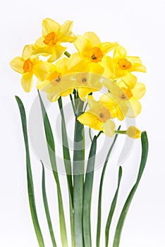Bouquet of daffodils isolated on the white background. Floral ba