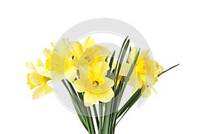 Bouquet of daffodils on white background.