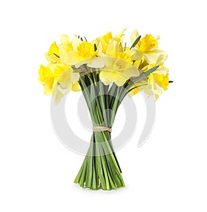 Bouquet of daffodils on white background.
