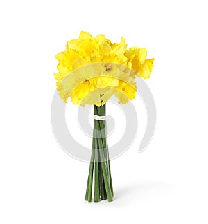 Bouquet of daffodils on white background