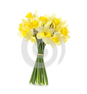 Bouquet of daffodils on white background.