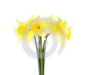 Bouquet of daffodils on white. Fresh spring flowers