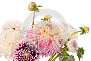 Bouquet of dahlia flowers isolated on a white background