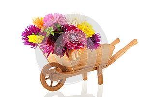 Bouquet Dahlias in wheel barrow