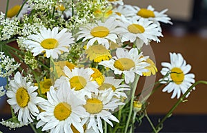 Bouquet of daisies close-up.