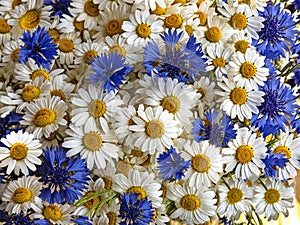 Bouquet of daisies and cornflowers background. Beautiful blue and white wildflowers