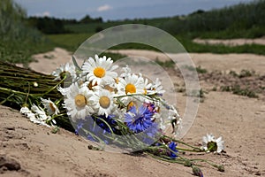 A bouquet of daisies and cornflowers lies on a dirt road in the field. Summer wildflowers, background