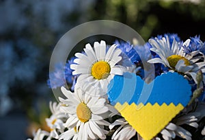 Bouquet of daisies and cornflowers and yellow-blue heart. selective focus, copy space. Patriotic gift