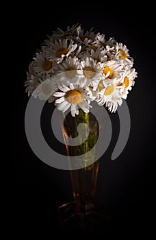 Bouquet of daisies on dark background, white chamomiles