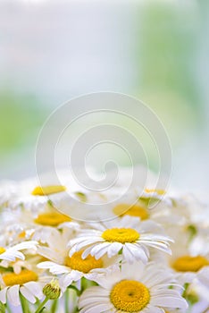 Bouquet of daisies on a green natural background
