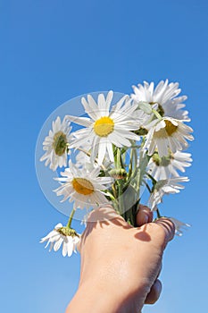 Bouquet of daisies in a hand against a blue sky. Cute summer picture.
