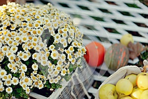 Bouquet of daisies
