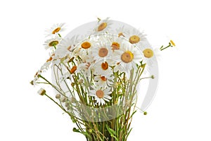 Bouquet of Daisy or Chamomiles isolated on a white background.