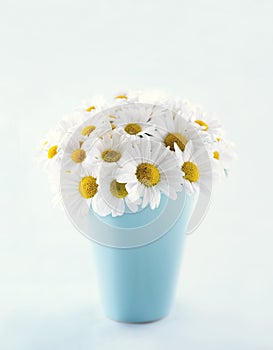 Bouquet of daisy flowers