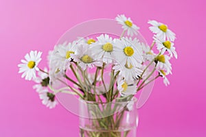 Bouquet of daisy flowers in glass vase isolated on pink