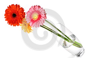 Bouquet from daisy-gerbera in glass vase
