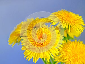 Bouquet of dandelions on a creamy blue background