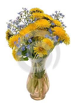 Bouquet of dandelions and forget me not
