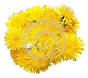 Bouquet of dandelions