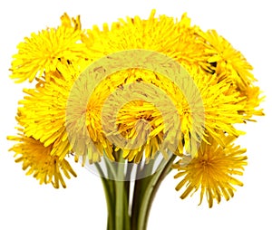 Bouquet of dandelions