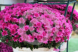 Bouquet of dark pink chrysanthemums close-up.