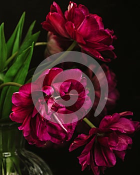 bouquet of dark red lilac tulips in glass vase on dark background. flower bouquet in vase on table