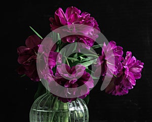 bouquet of dark red lilac tulips in glass vase on dark background. flower bouquet in vase on table