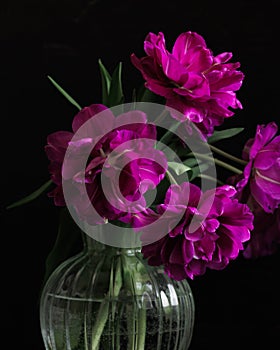 bouquet of dark red lilac tulips in glass vase on dark background. flower bouquet in vase on table