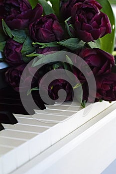 Bouquet of dark violet tulips on the piano keys. Bouquet of dark violet tulips