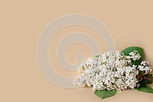 Bouquet of delicate artificial white lilac on beige background