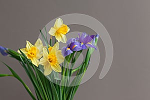 Bouquet of daffodils and irises on a gray background, spring flowers. Place for text.