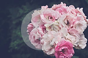 Bouquet of delicate pink roses closeup, in garden