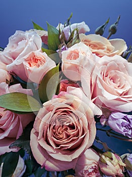 A bouquet of delicate pink roses with green twigs on a blue background