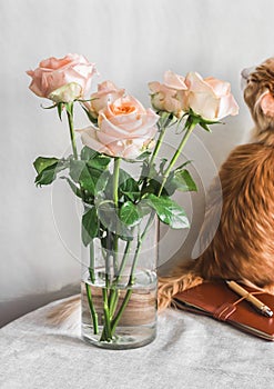 Bouquet of delicate roses in a glass vase and red cat on a table in a bright room