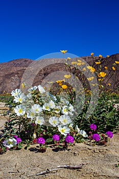 Bouquet of Desert Flowers