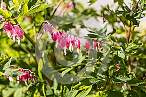 Bouquet of Dicentra or bleeding-hearts is on a green leaves background