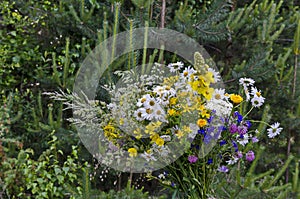 Bouquet from differently wildflowers in blooms, Plana mountain
