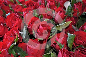 Bouquet of dozens of beautiful red roses