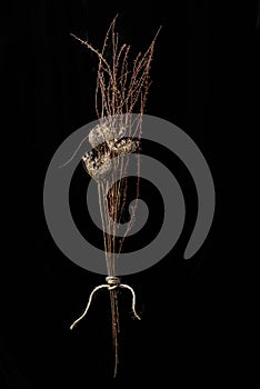 Bouquet of dried flowers