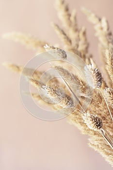 Bouquet of dried flowers close-up