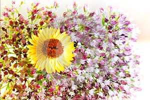 Bouquet of dried flowers, herbarium on a white light background. Beautiful yellow flowers of garden chamomile. Flowers in a crunch