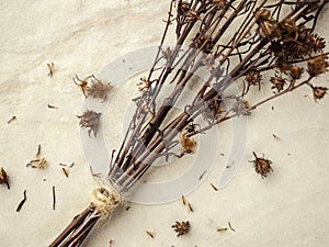 Bouquet of dried Gypsophila flowers for decoration