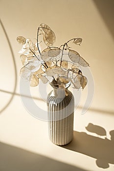 Bouquet of dried lunaria in ceramic vase on beige studio background