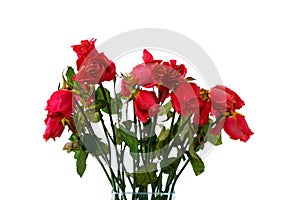 Bouquet of dried pink roses, isolated on white